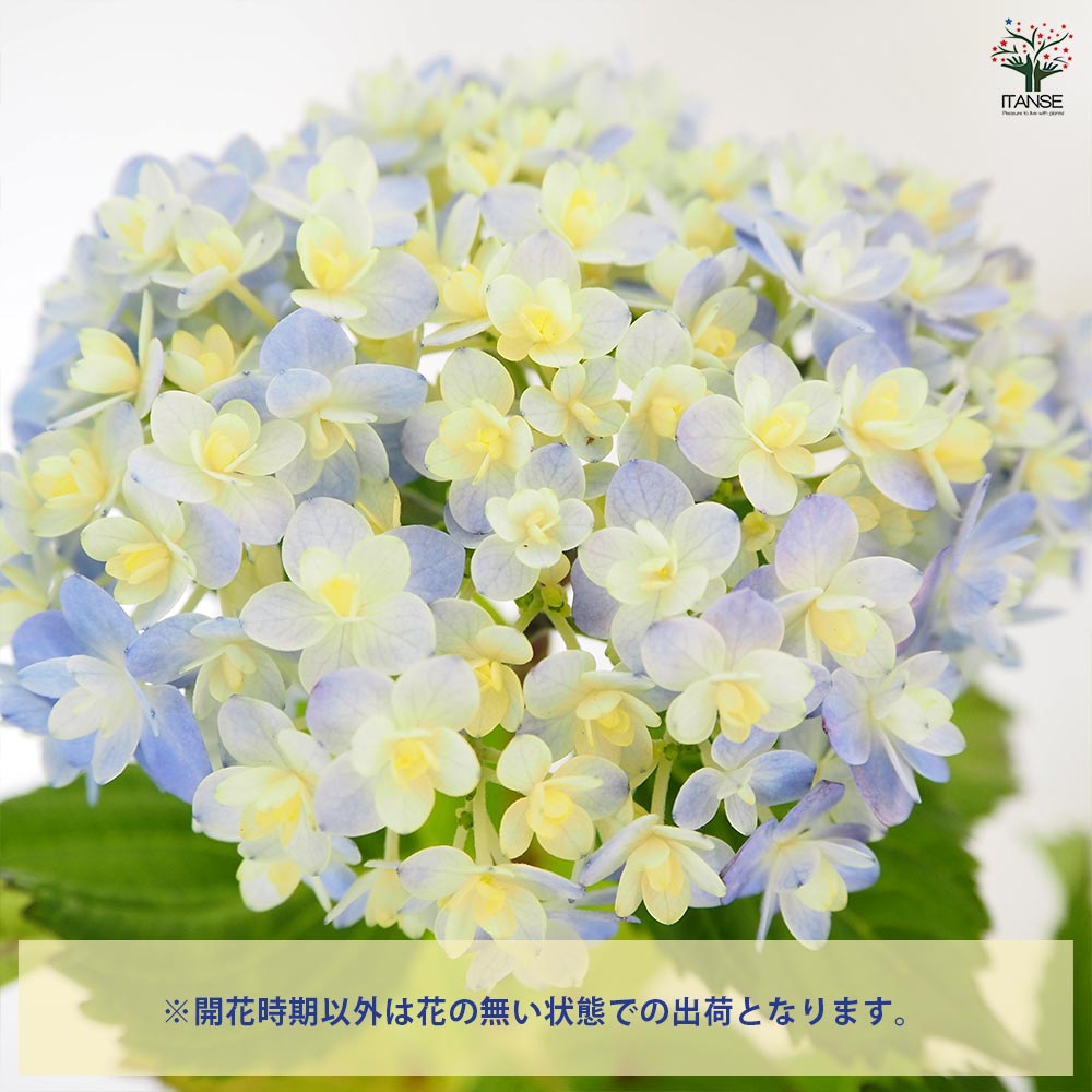 アジサイ　開花株　大株　てまりてまり 園芸ネット本店｜アジサイ：てまりてまり3.5号ポット の通販【公式】