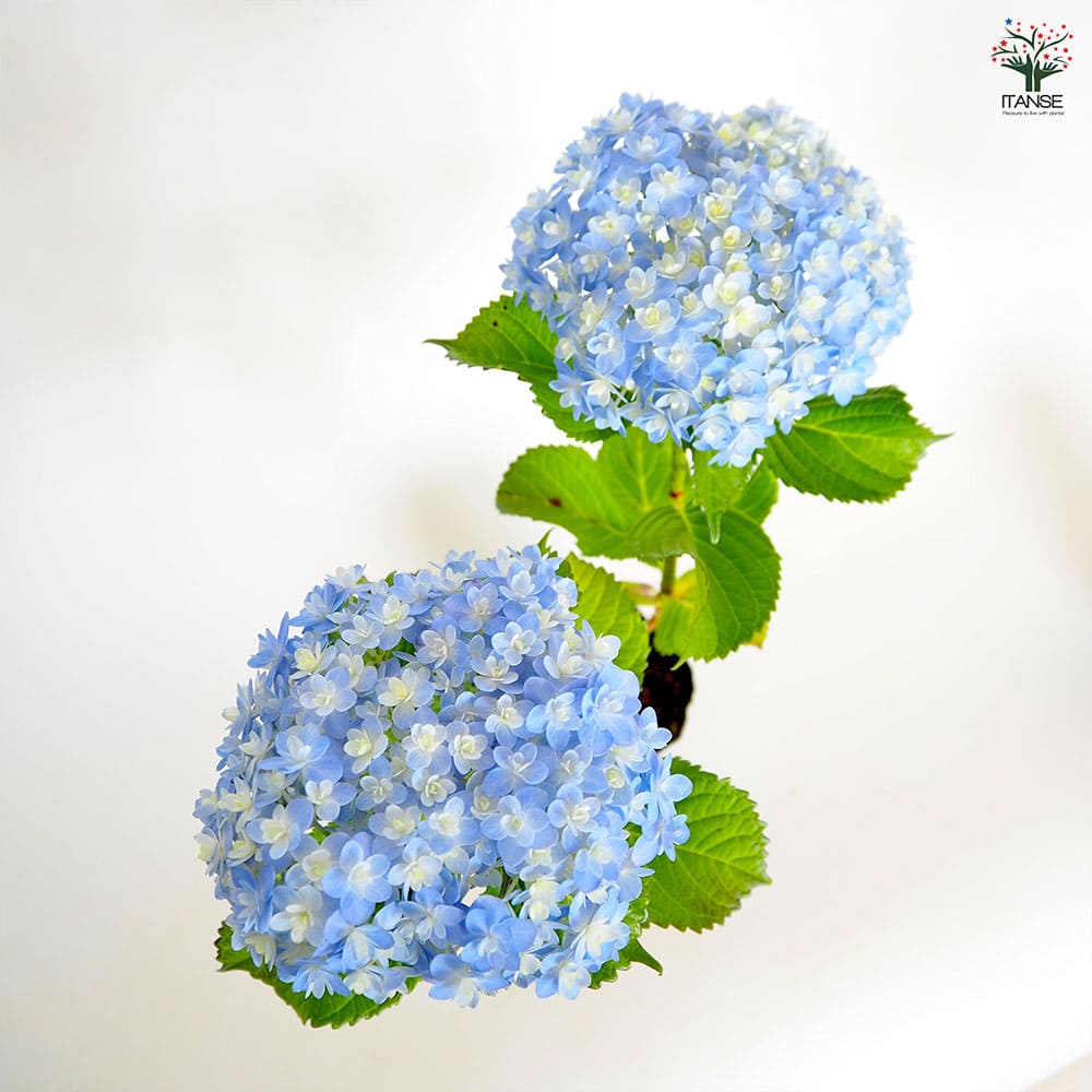 アジサイ てまりてまり 【花木苗 3号】｜ 【植物のITANSE】全品