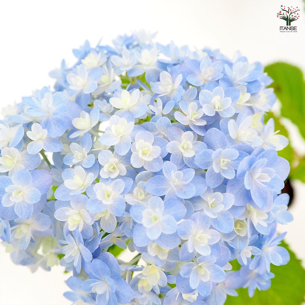 アジサイ てまりてまり 【花木苗 3号】｜ 【植物のITANSE】全品