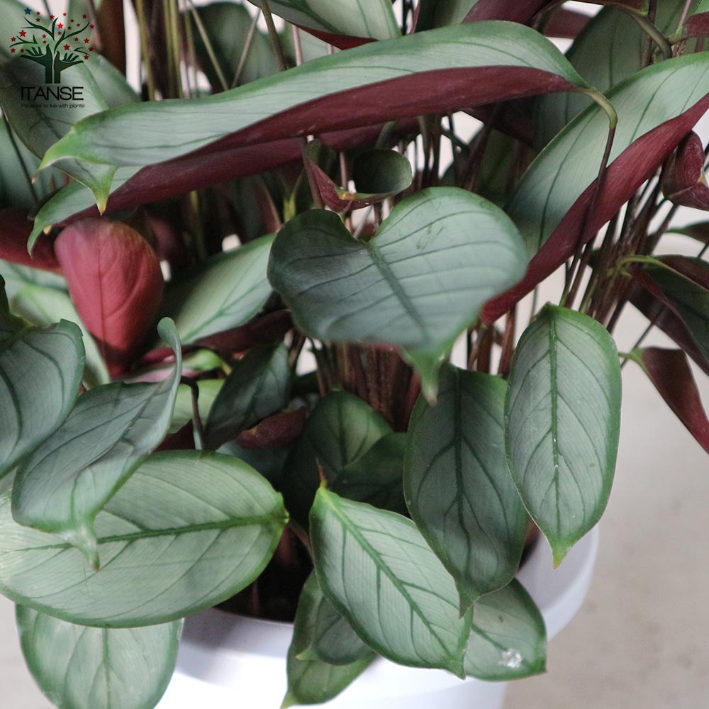 カラテア セトサ 【観葉植物 7号プラスチック鉢：リビングやオフィス