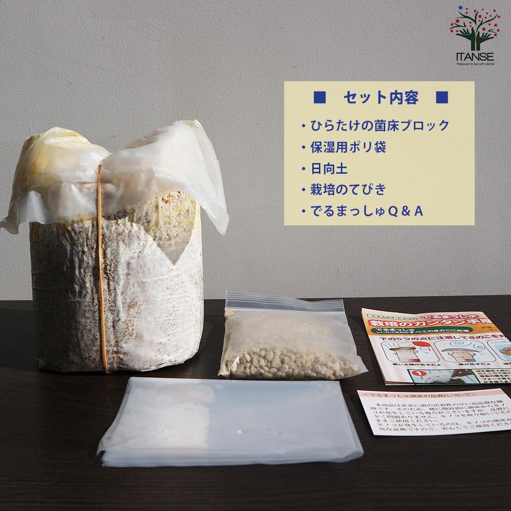 菌床きのこ栽培セット”でるまっしゅ” ひらたけ 【セット内容：ひらたけ菌床ブロック、日向土、説明書、ビニール袋】