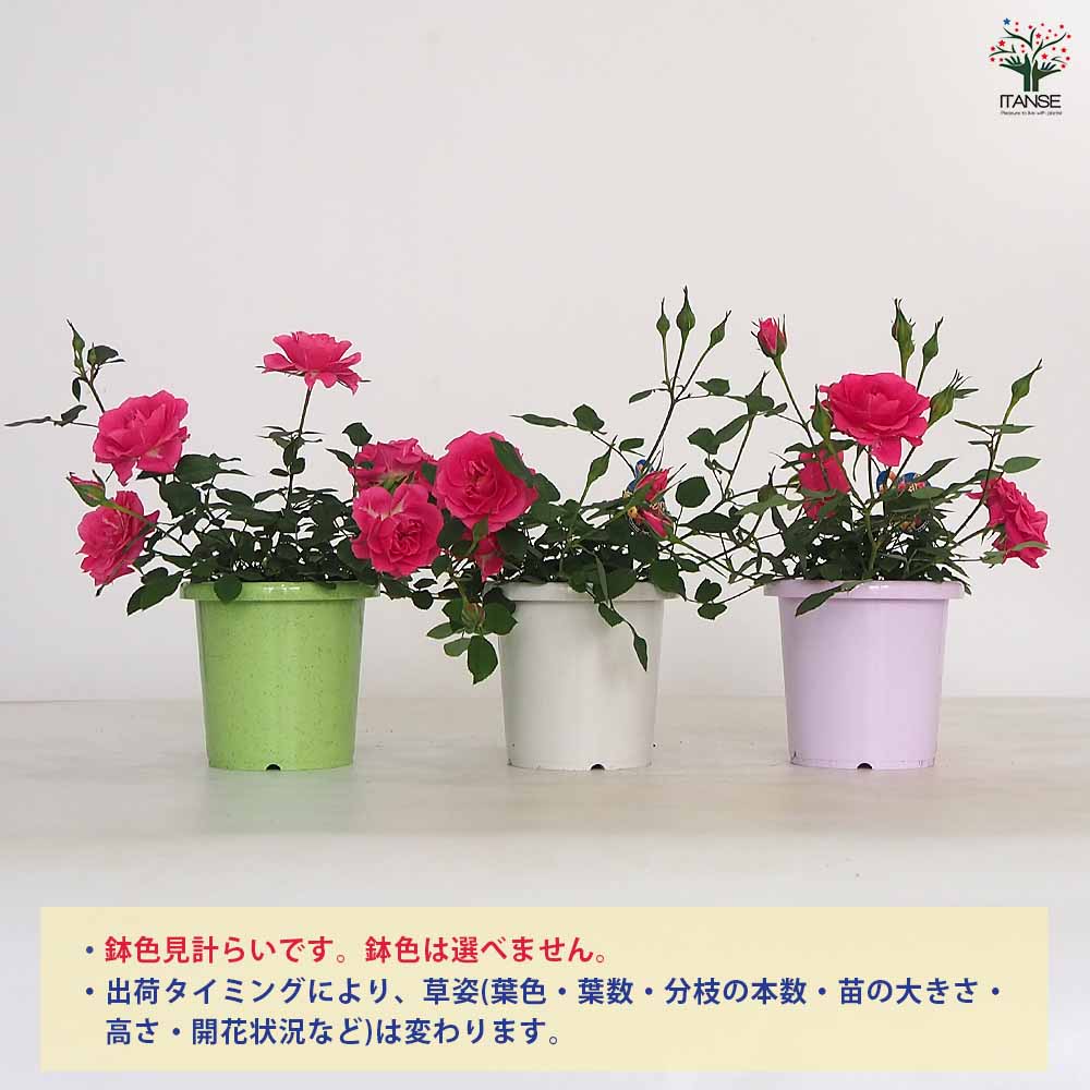 ミニ薔薇 スカイピンク 【花木苗 4号】｜ 【植物のITANSE】全品