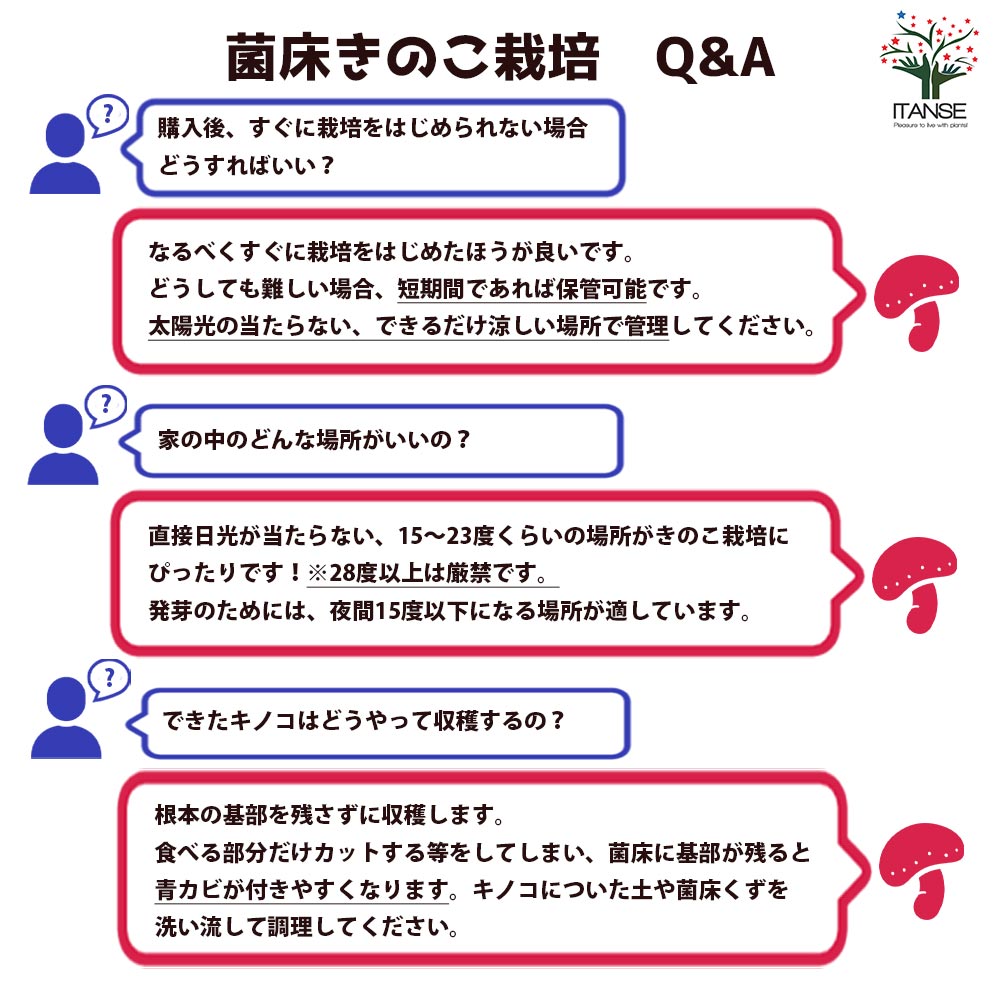 菌床きのこ栽培セット”でるまっしゅ” ひらたけ 【セット内容：ひらたけ菌床ブロック、日向土、説明書、ビニール袋】