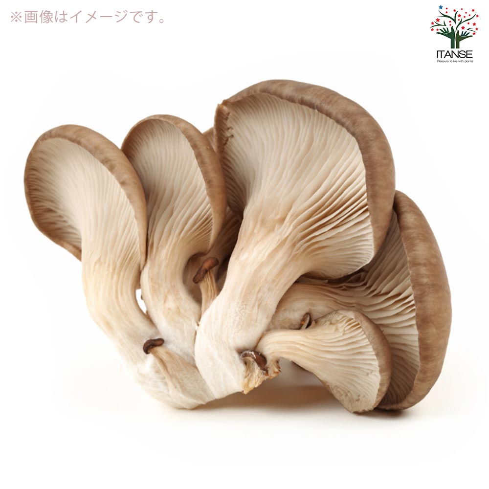 菌床きのこ栽培セット”でるまっしゅ” ひらたけ 【セット内容：ひらたけ菌床ブロック、日向土、説明書、ビニール袋】