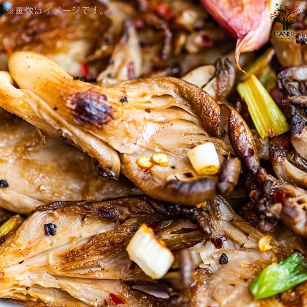 菌床きのこ栽培セット”でるまっしゅ” ひらたけ 【セット内容：ひらたけ菌床ブロック、日向土、説明書、ビニール袋】