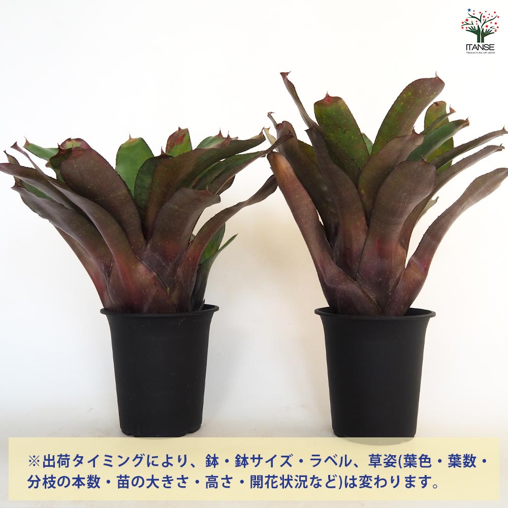 ネオレゲリア ミッドナイトマーブル 【観葉植物 4号／1個売り