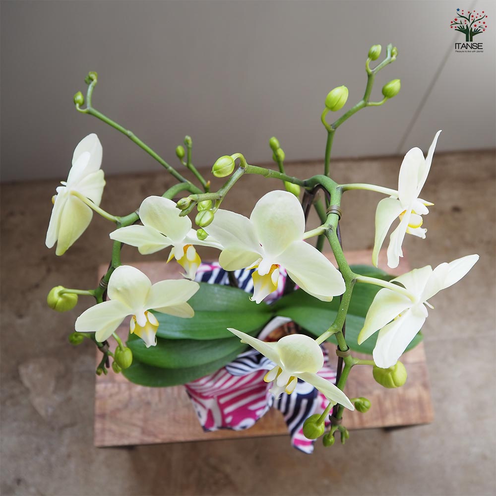 胡蝶蘭 カーリー 【花苗 4号／1個売り】｜ 【植物のITANSE】全品