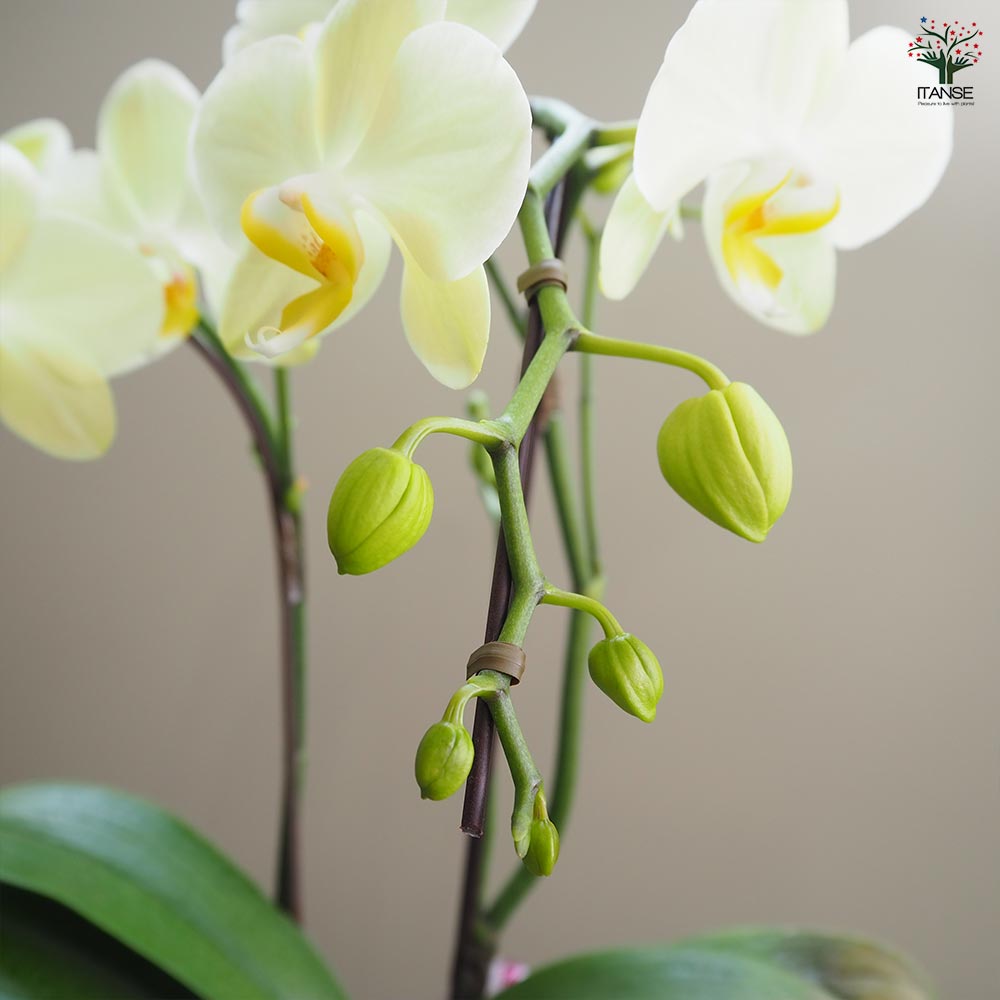 胡蝶蘭 カーリー 【花苗 4号／1個売り】｜ 【植物のITANSE】全品