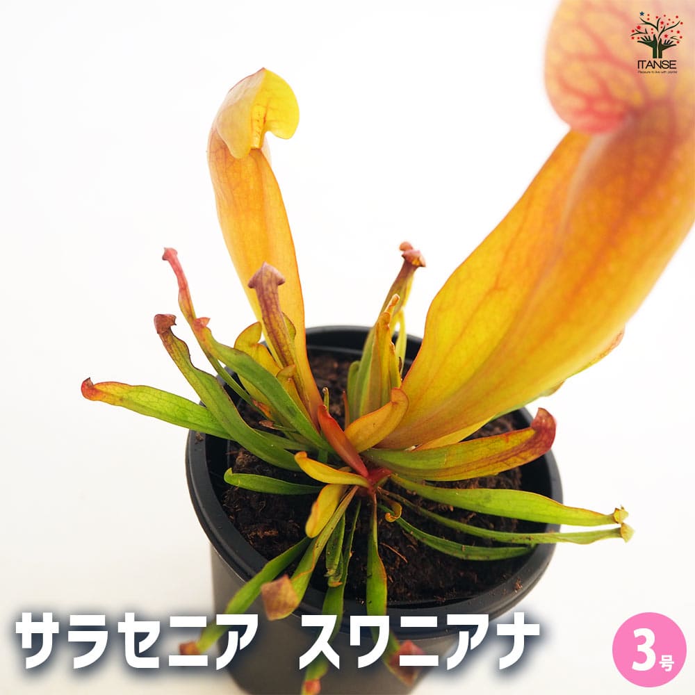 食虫植物 サラセニア スワニアナ 【観葉植物 3号/1個売り】