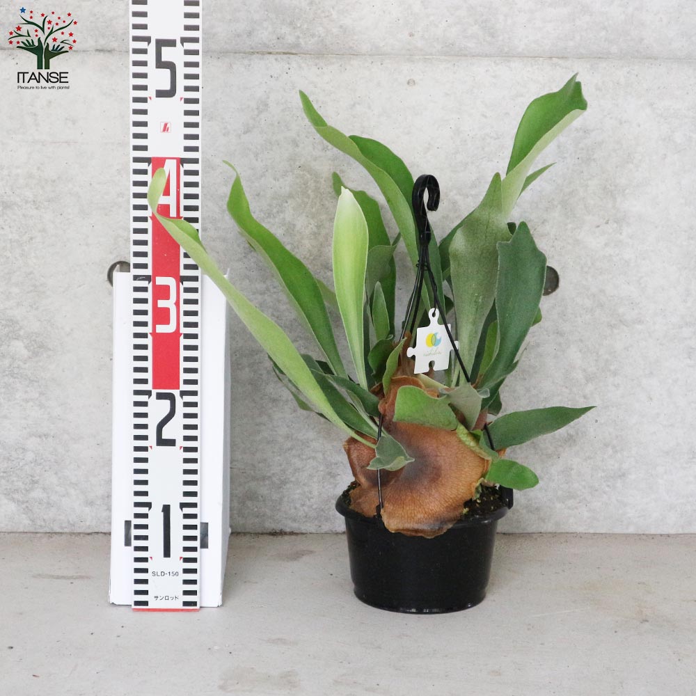 ビカクシダ(コウモリラン) :ビフルカツム・ネザーランド【観葉植物 吊鉢 5号鉢・リビングやオフィスの窓辺向きサイズ/1個売り】