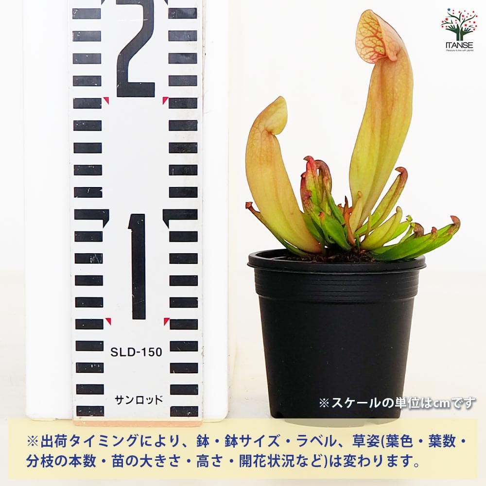 食虫植物 サラセニア スワニアナ 【観葉植物 3号/1個売り】