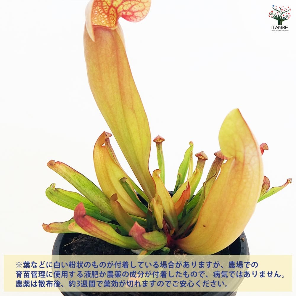 本舗】食虫植物 サラセニア 立浪(Sarracenia 'Tatsunami) 日の出花壇