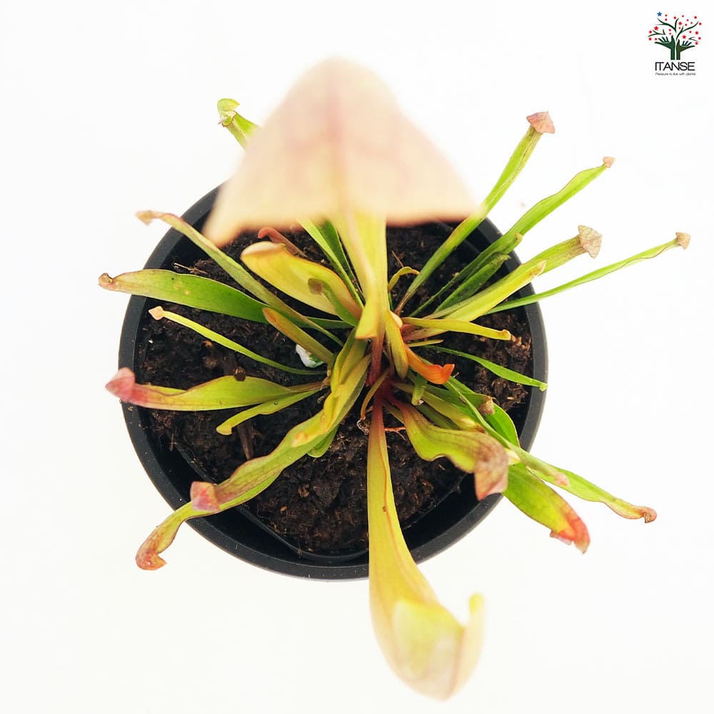 食虫植物 サラセニア スワニアナ 【観葉植物 3号/1個売り】