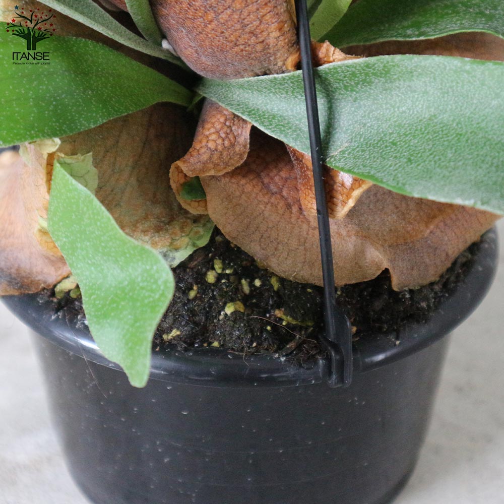 ビカクシダ(コウモリラン) :ビフルカツム・ネザーランド【観葉植物 吊鉢 5号鉢・リビングやオフィスの窓辺向きサイズ/1個売り】