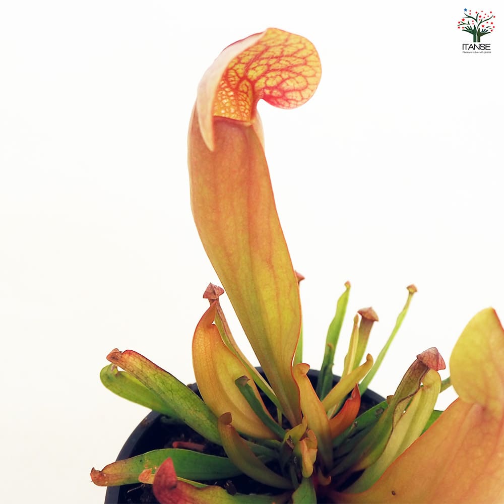 食虫植物 サラセニア スワニアナ 【観葉植物 3号/1個売り】