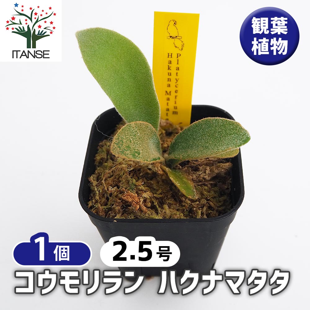 コウモリラン ハクナマタタ 【観葉植物 2.5号／1個売り】