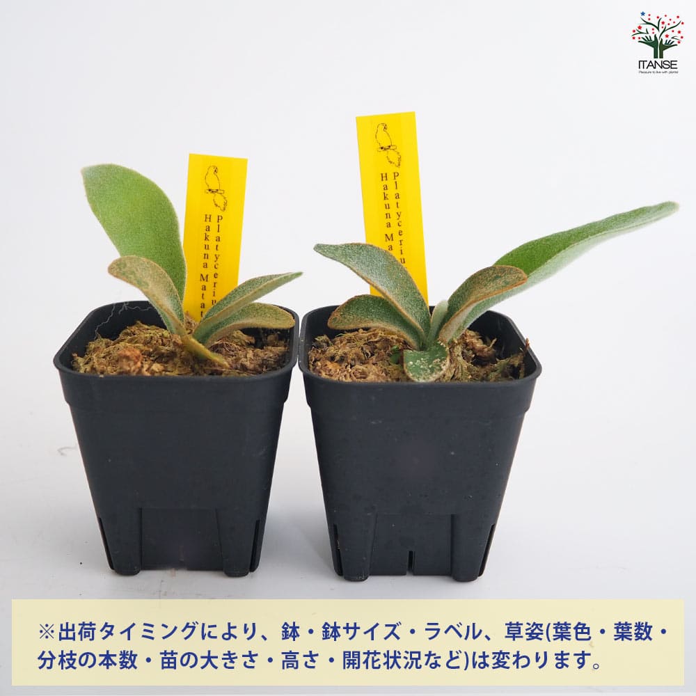 コウモリラン ハクナマタタ 【観葉植物 2.5号／1個売り】