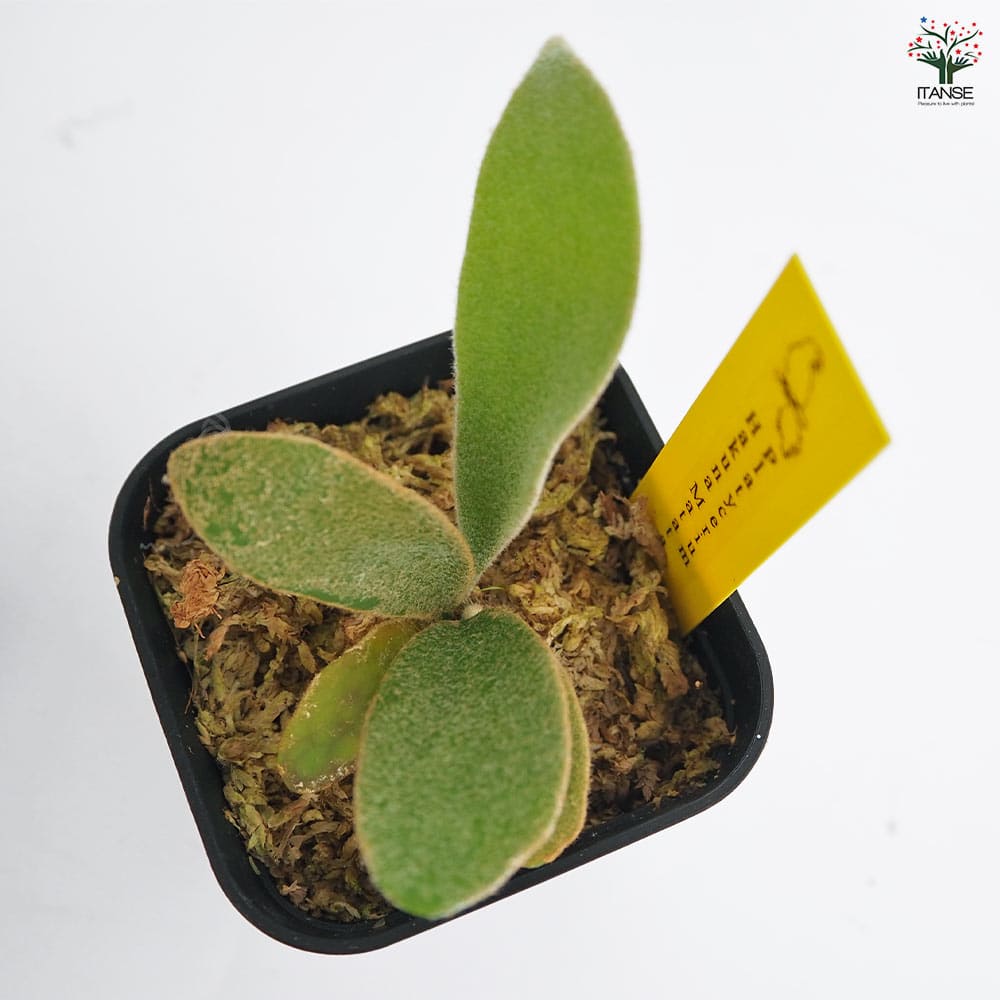 コウモリラン ハクナマタタ 【観葉植物 2.5号／1個売り】