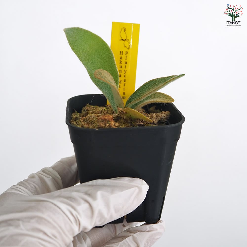 コウモリラン ハクナマタタ 【観葉植物 2.5号／1個売り】