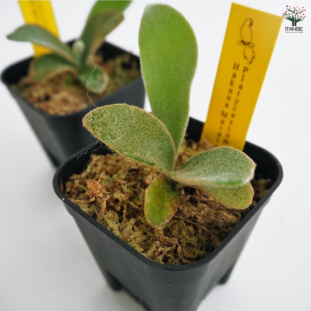 コウモリラン ハクナマタタ 【観葉植物 2.5号／1個売り】