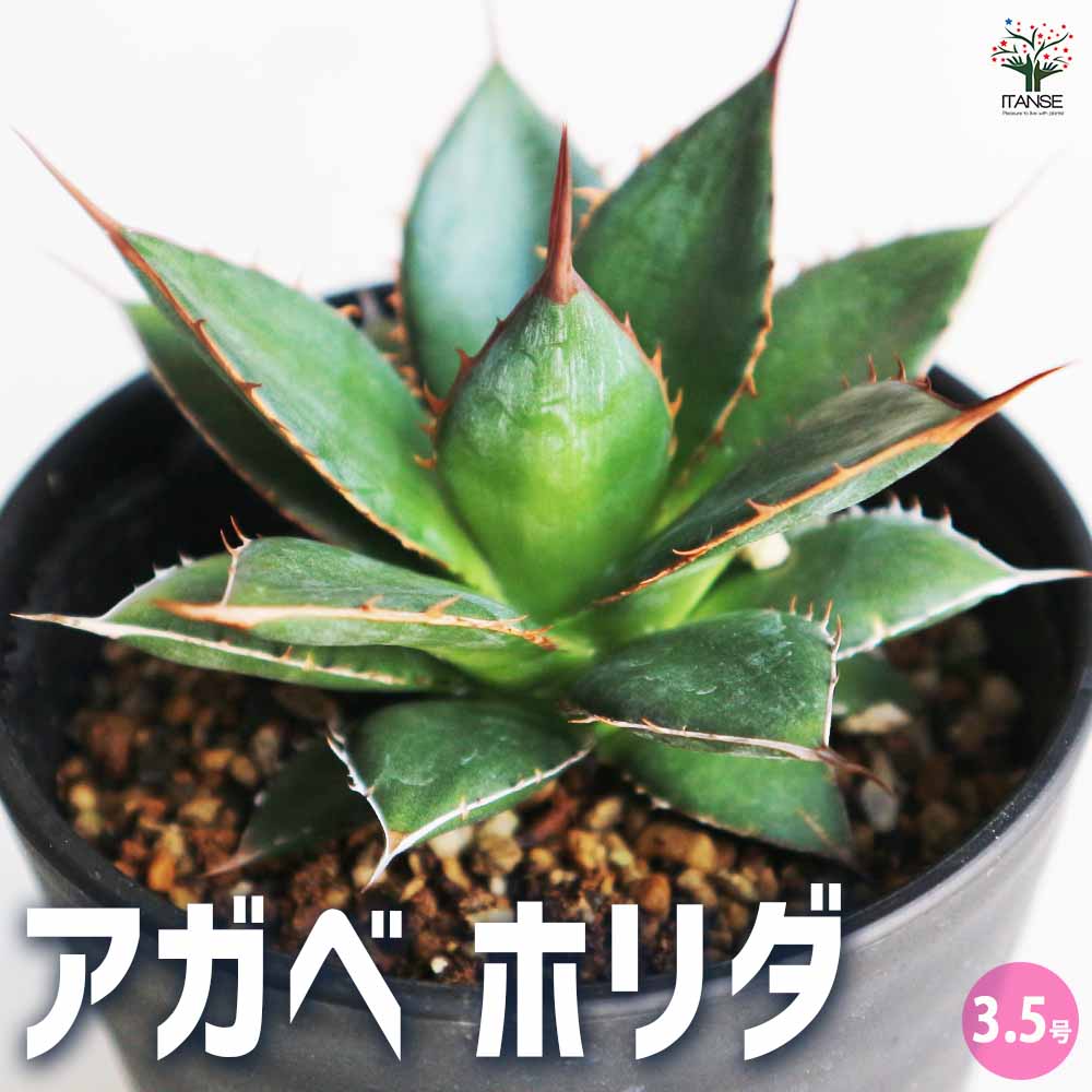 アガベ ホリダ 【多肉植物 3.5号／1個売り】｜ 【植物のITANSE
