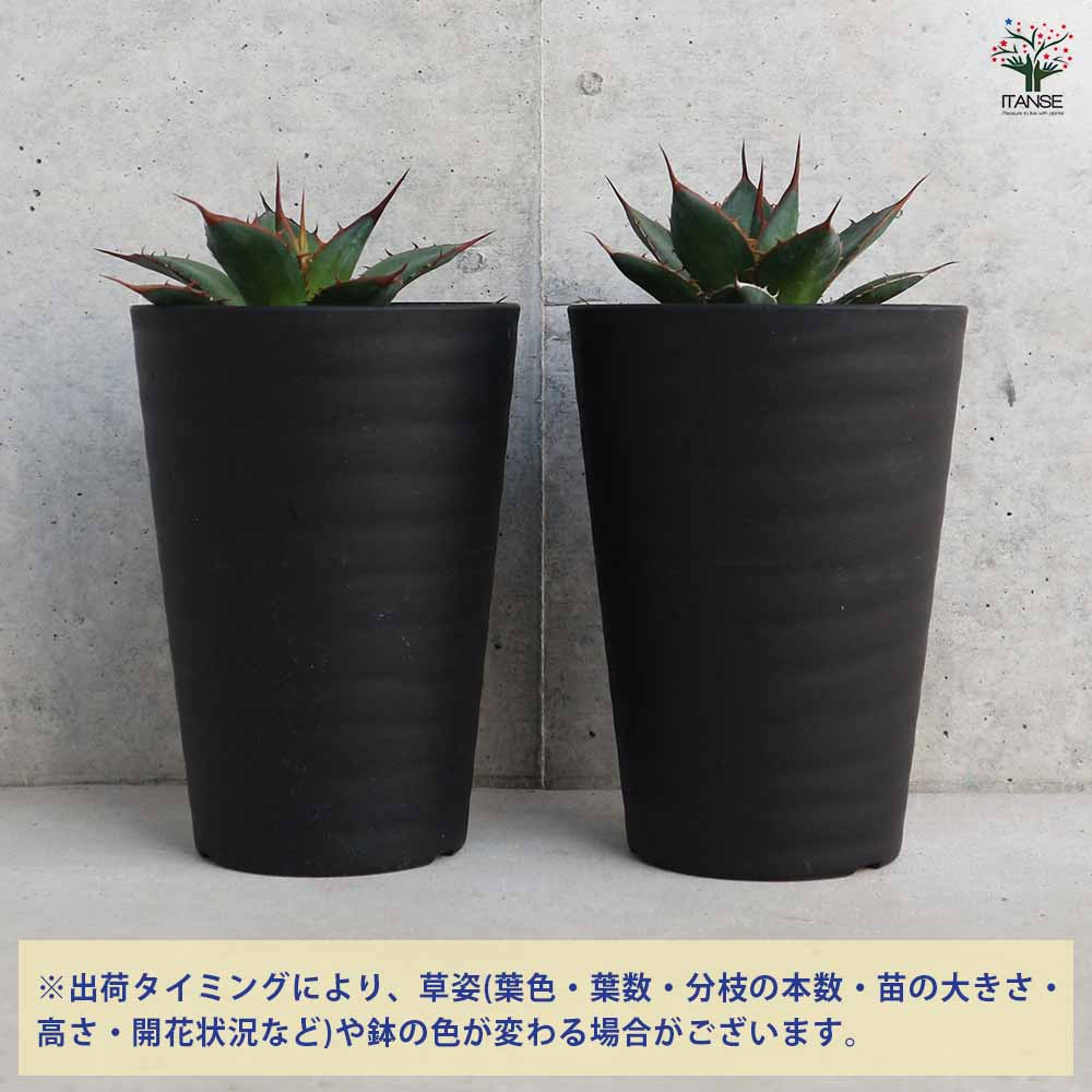 アガベ ホリダ 【多肉植物 3.5号／1個売り】｜ 【植物のITANSE
