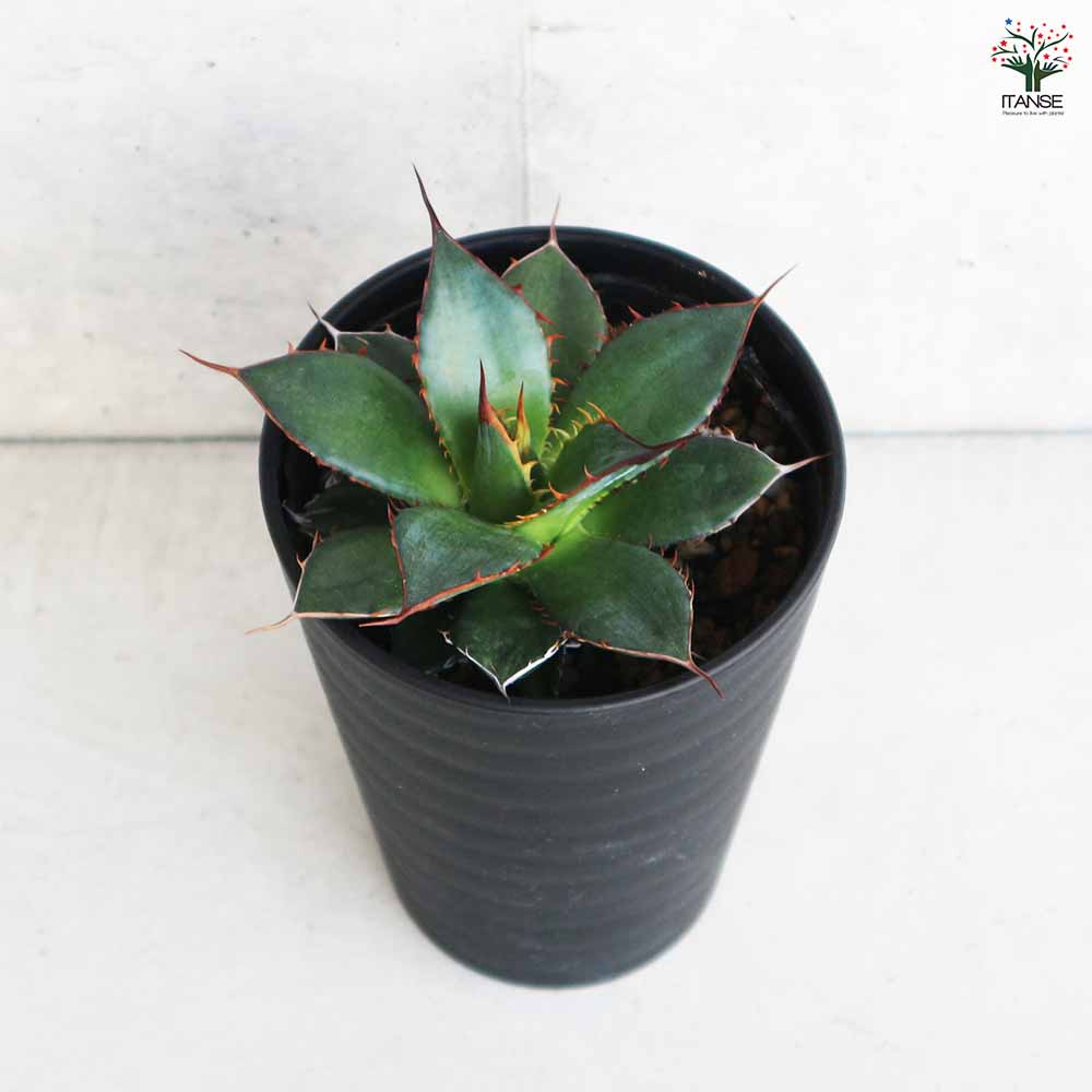 アガベ ホリダ 【多肉植物 3.5号／1個売り】｜ 【植物のITANSE
