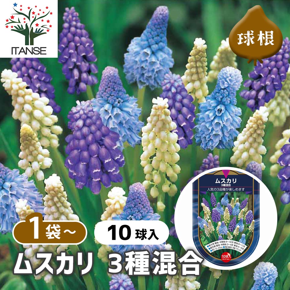 球根 ムスカリ 3種混合 【花球根 10球】｜ 【植物のITANSE】全品