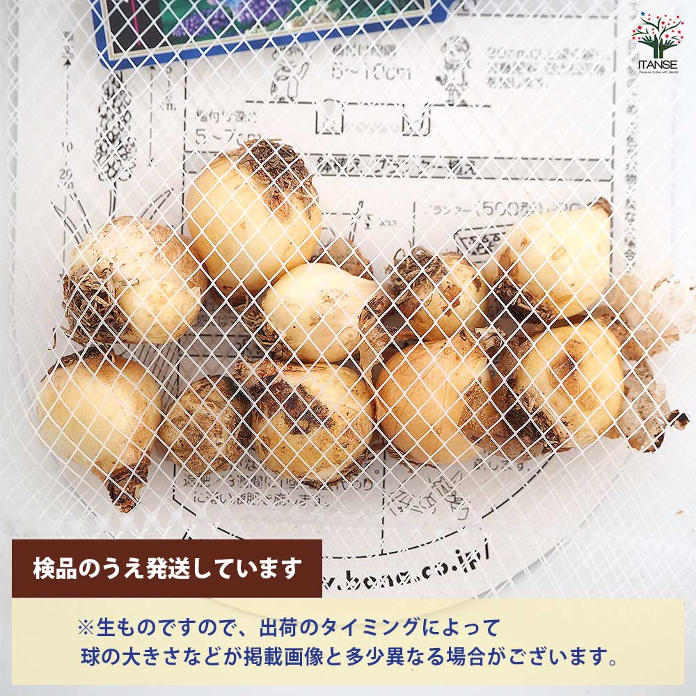 球根 ムスカリ 3種混合 【花球根 10球】｜ 【植物のITANSE】全品