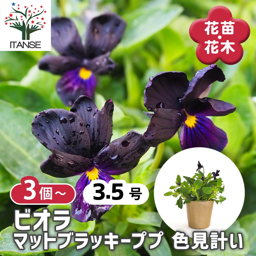 ビオラ マットブラッキーププ