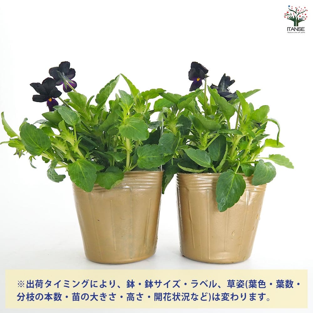 ビオラ マットブラッキーププ色見計い3個～ 【花苗 3.5号】