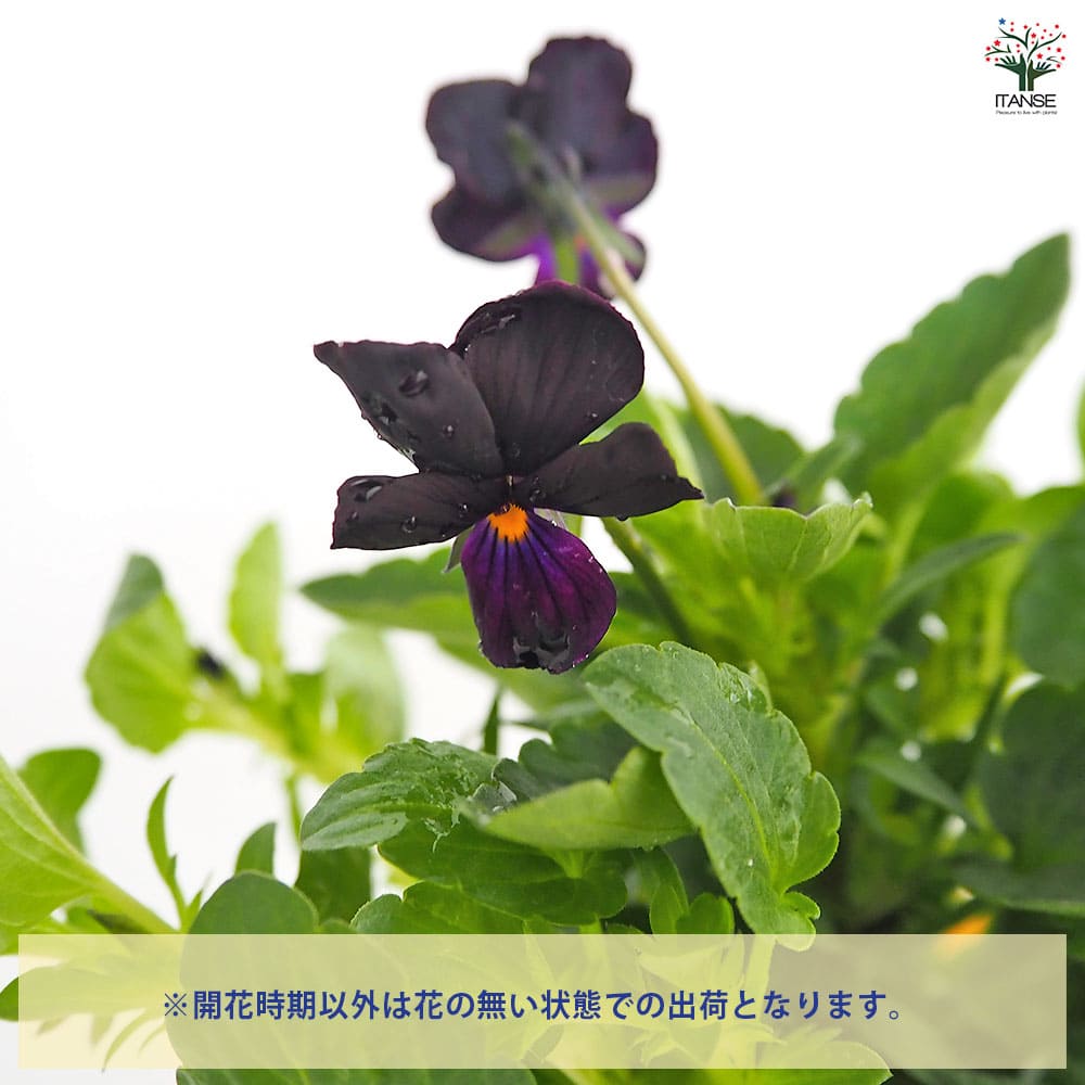 ビオラ マットブラッキーププ色見計い3個～ 【花苗 3.5号】