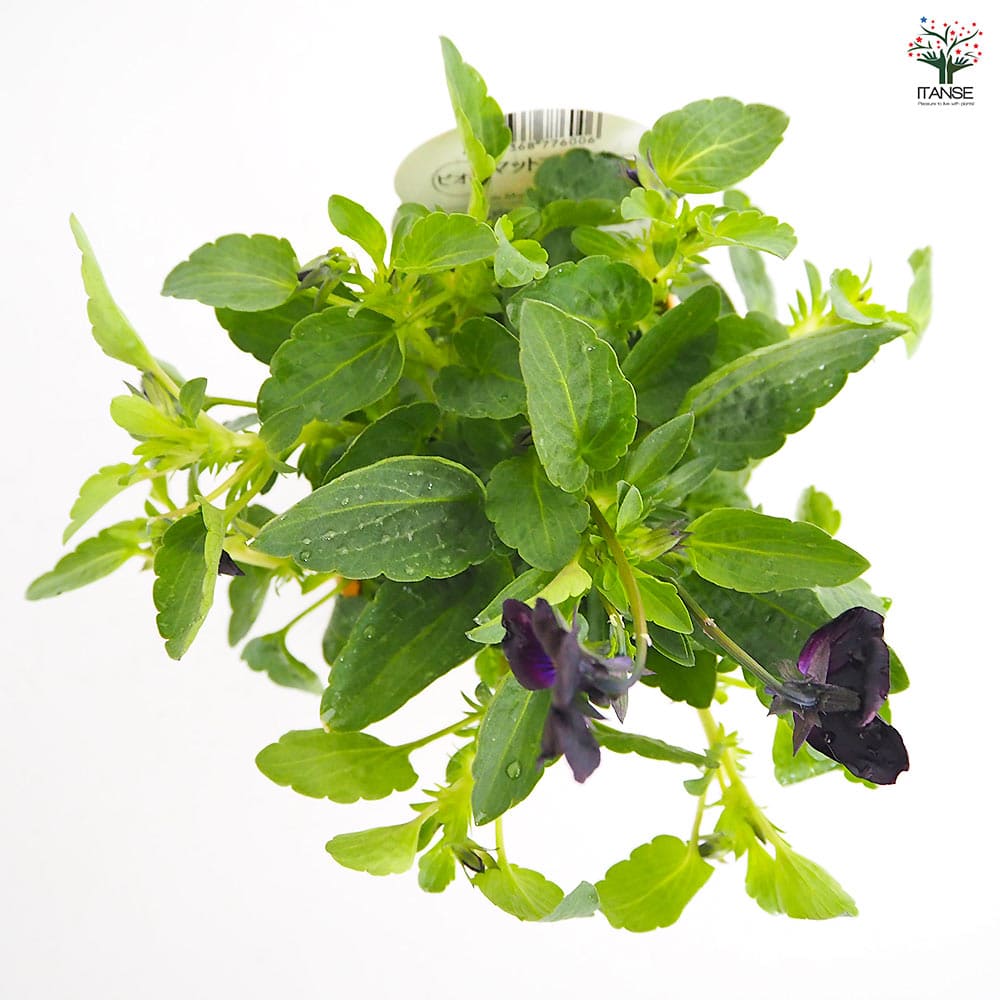 ビオラ マットブラッキーププ色見計い3個～ 【花苗 3.5号】