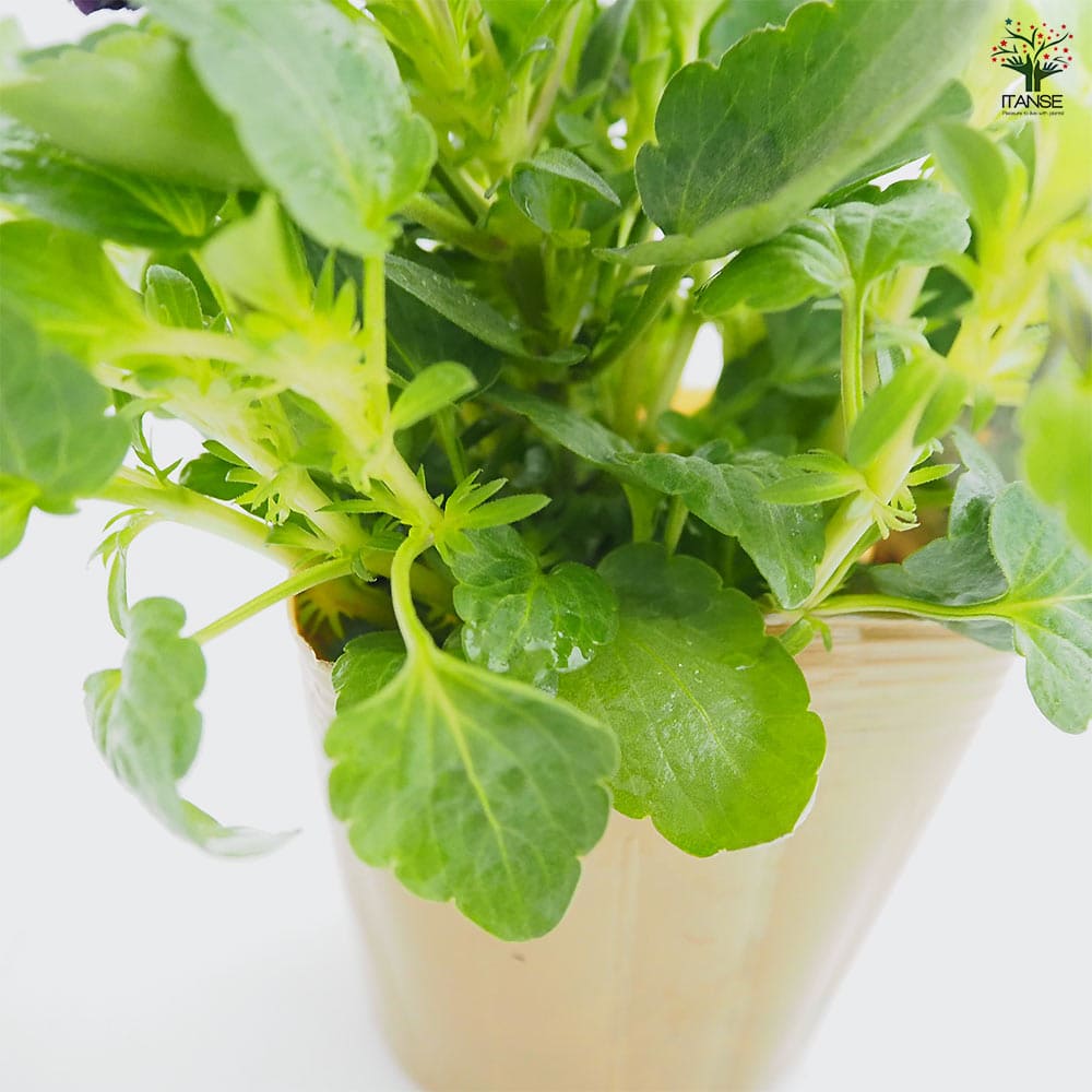 ビオラ マットブラッキーププ色見計い3個～ 【花苗 3.5号】