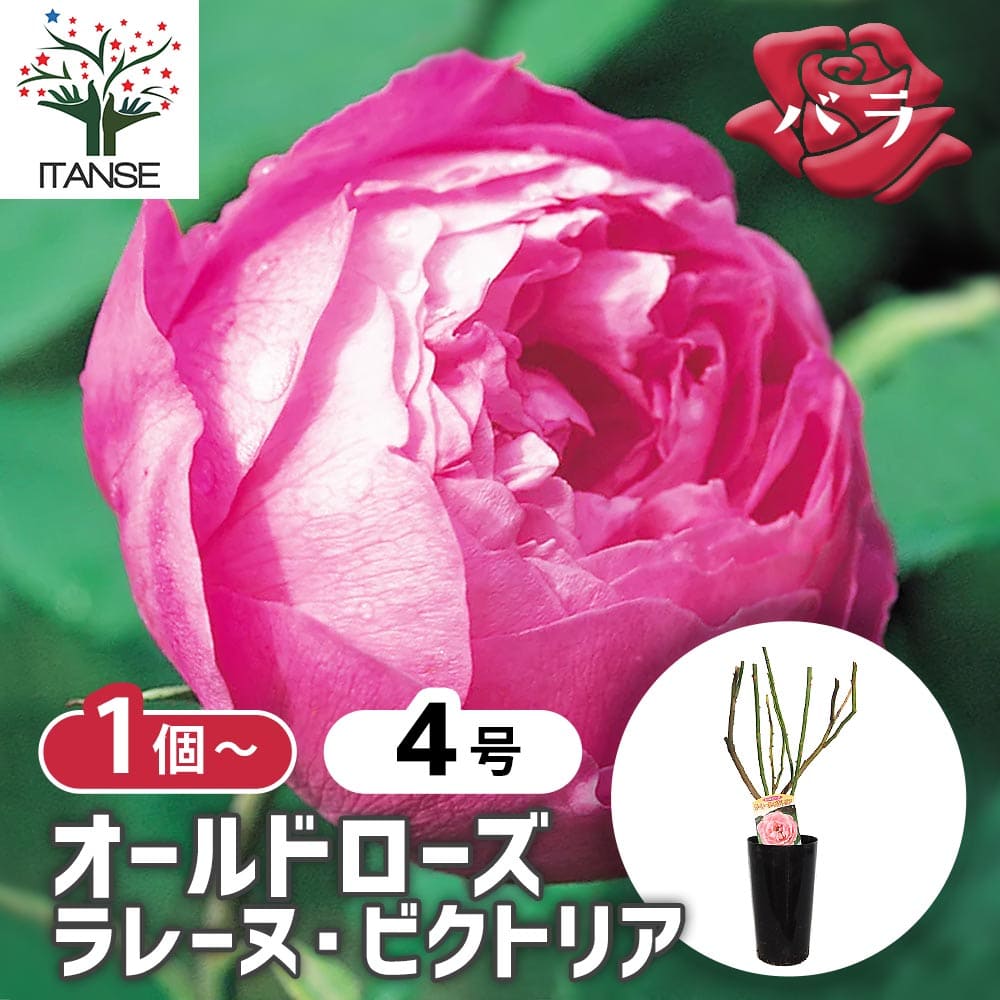 薔薇 ラレーヌ ビクトリア 接木苗【花苗 4号／1個売り】｜ 【植物の