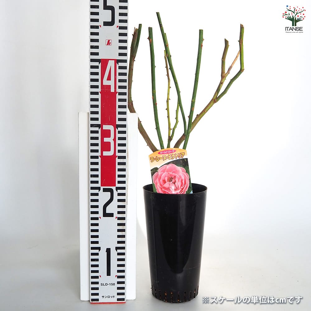 レアバラ　大株　接木 台木と穂木の関係を覚えよう！ ｜ ピーキャットローズショップ