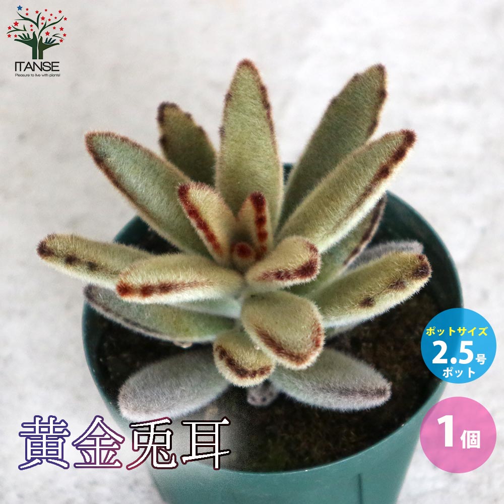 黄金兎耳 【多肉植物 2.5号鉢／1個売り】｜ 【植物の