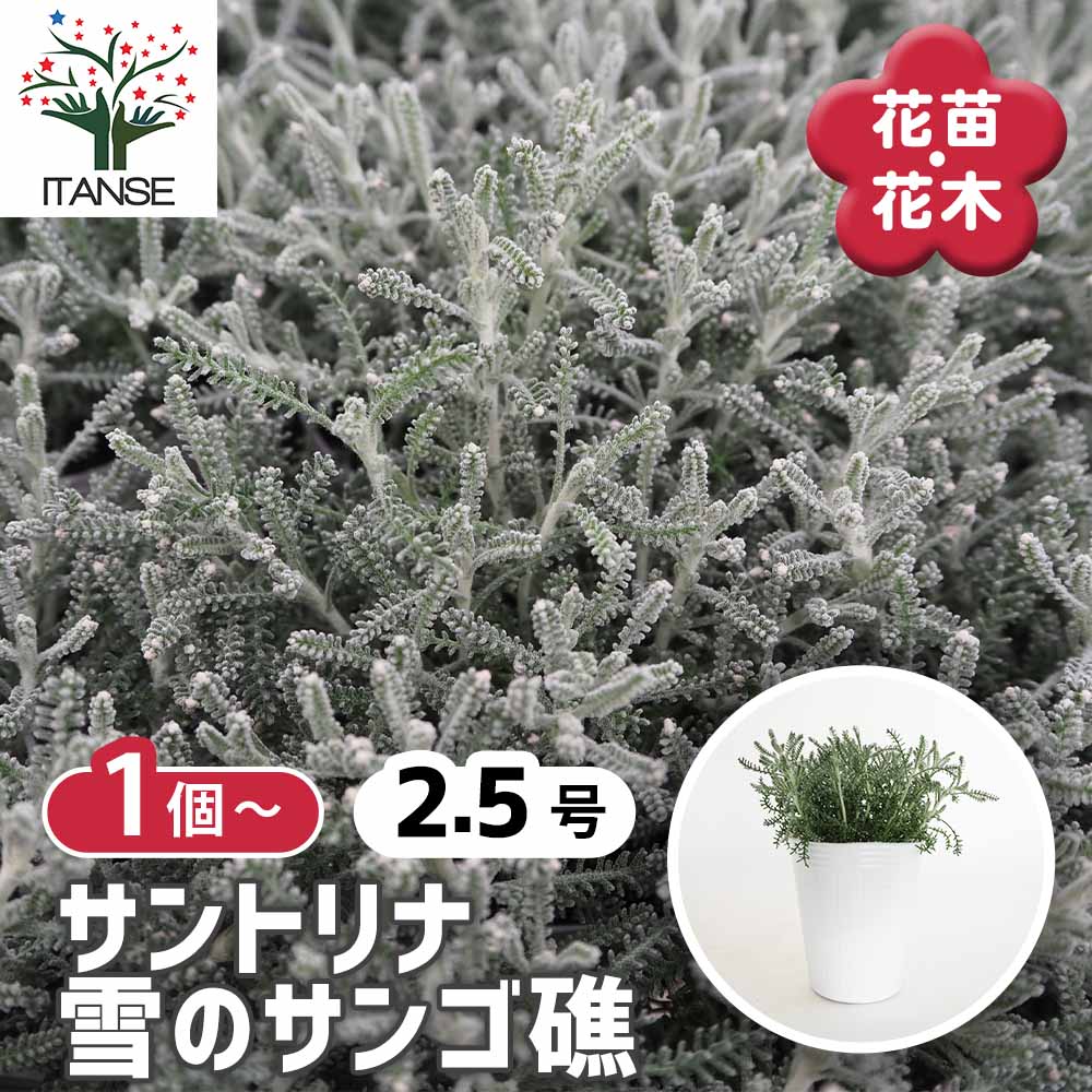 サントリナ 雪のサンゴ礁 【花苗 2.5号】