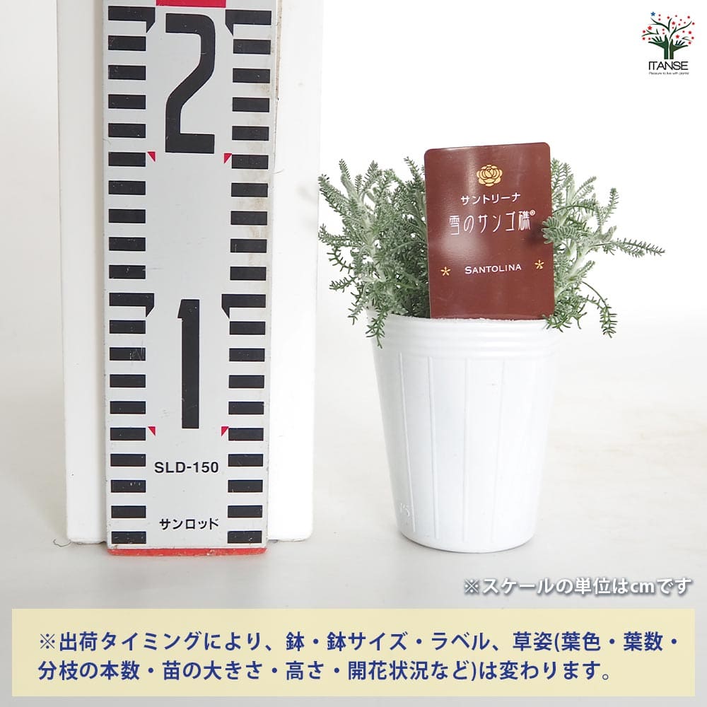 サントリナ 雪のサンゴ礁 【花苗 2.5号】