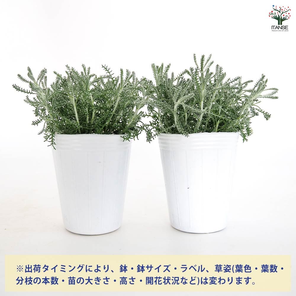 サントリナ 雪のサンゴ礁 【花苗 2.5号】