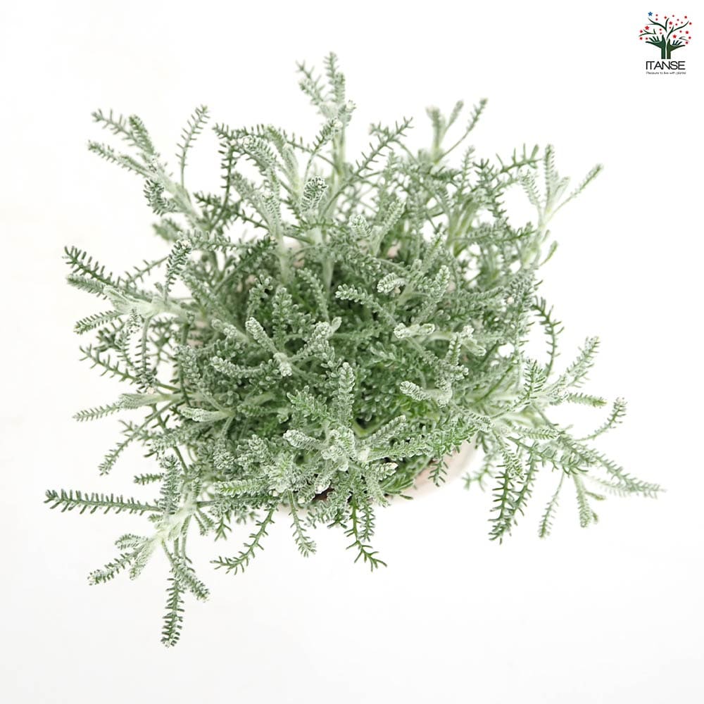 サントリナ 雪のサンゴ礁 【花苗 2.5号】