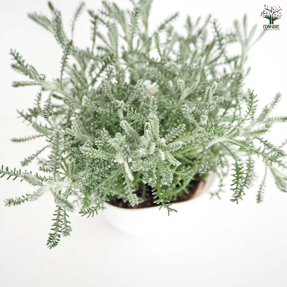 サントリナ 雪のサンゴ礁 【花苗 2.5号】