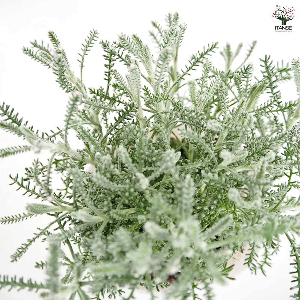 サントリナ 雪のサンゴ礁 【花苗 2.5号】