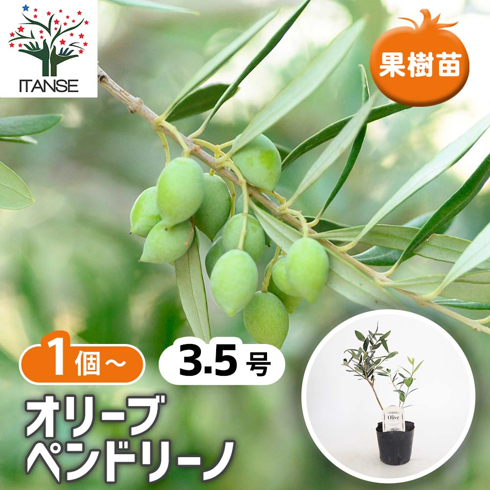 オリーブ ペンドリーノ 【果樹の苗 3.5号】｜ 【植物のITANSE