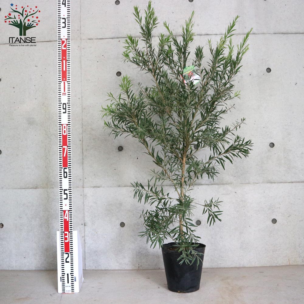 カリステモン ドーソンリバー【庭木 7号／1個売り】