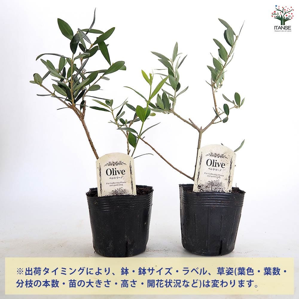 オリーブ ペンドリーノ 【果樹の苗 3.5号】｜ 【植物のITANSE 