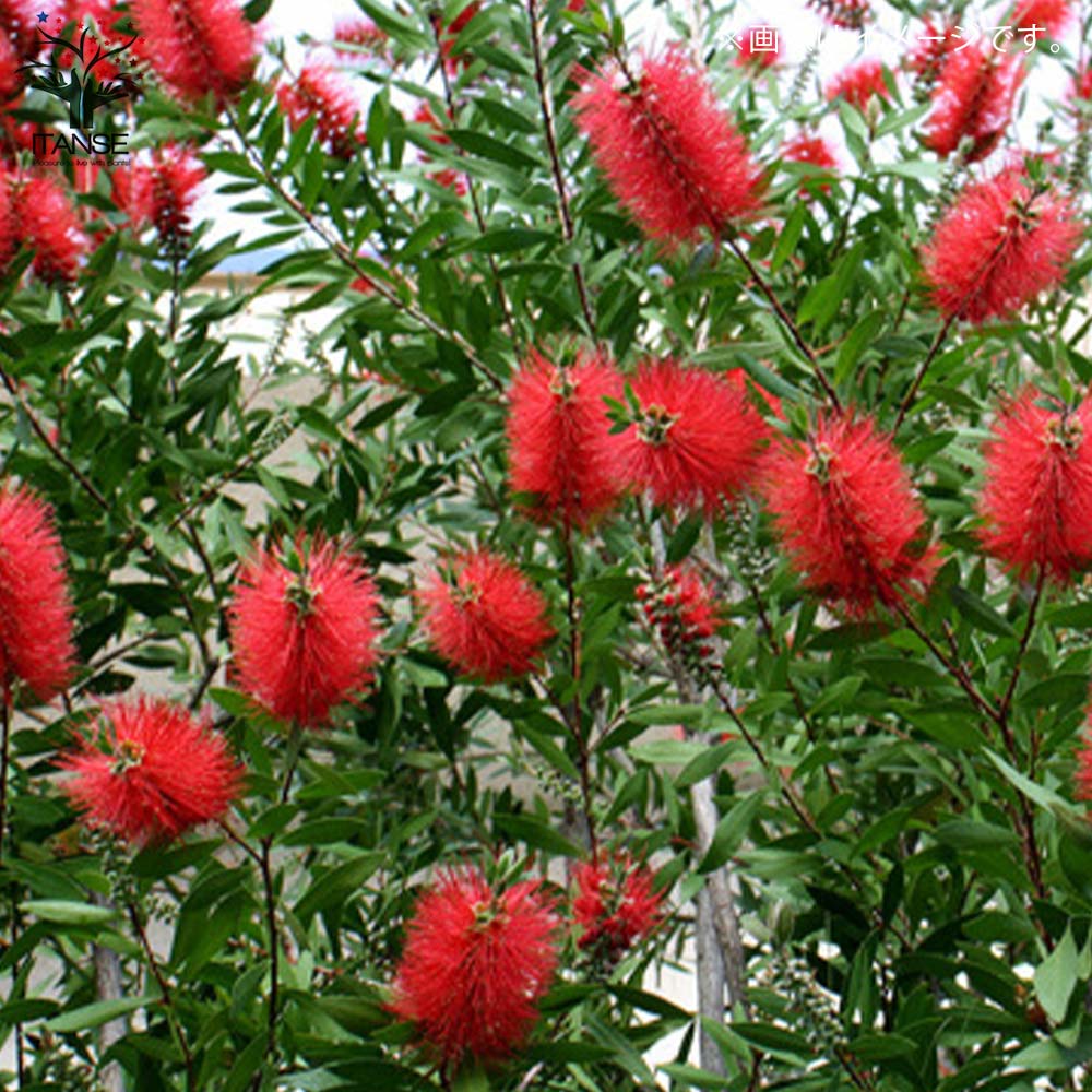 カリステモン ドーソンリバー【庭木 7号／1個売り】