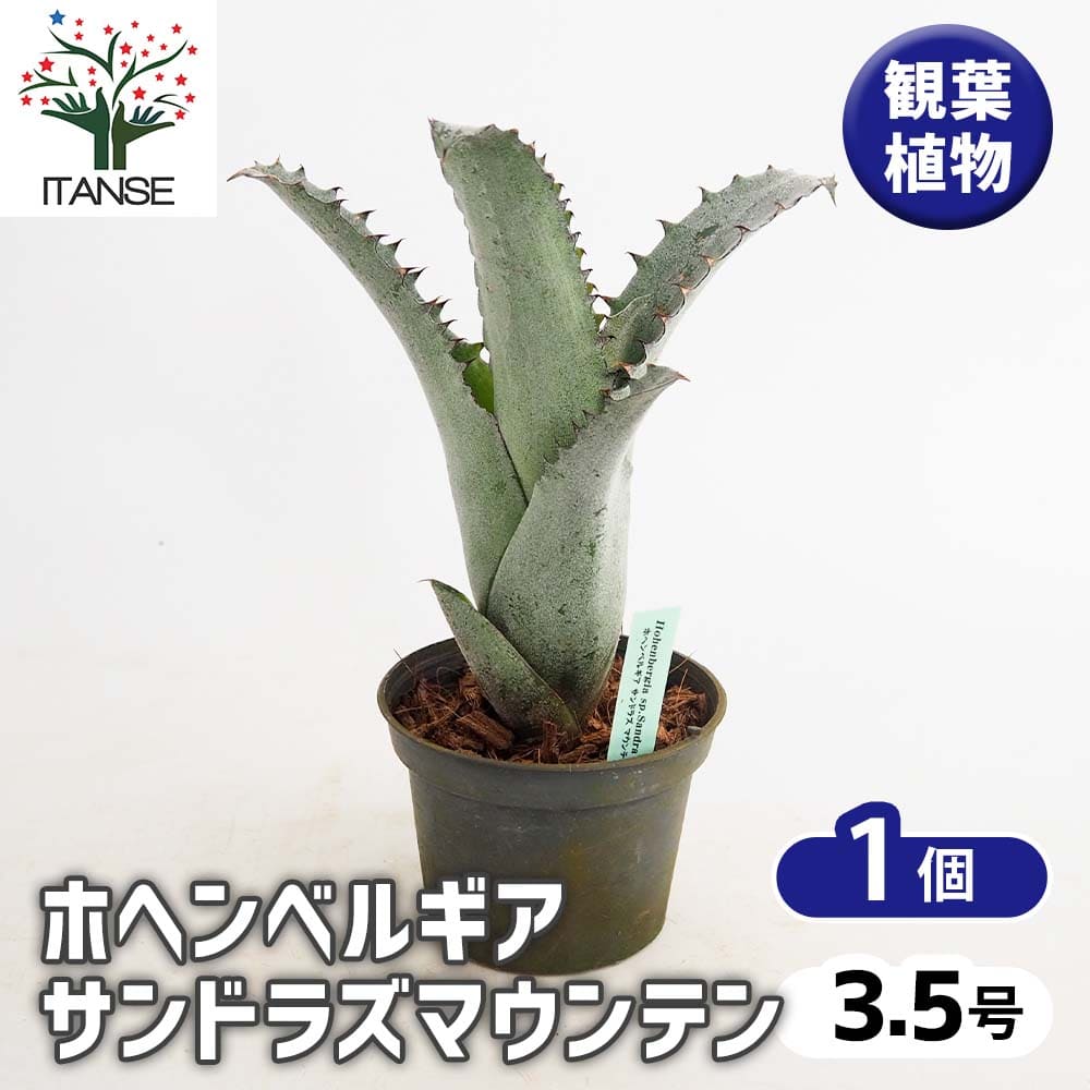 ホヘンベルギア　サンドラズマウンテン ホヘンベルギア サンドラズマウンテン 【観葉植物 3.5号／1個売り