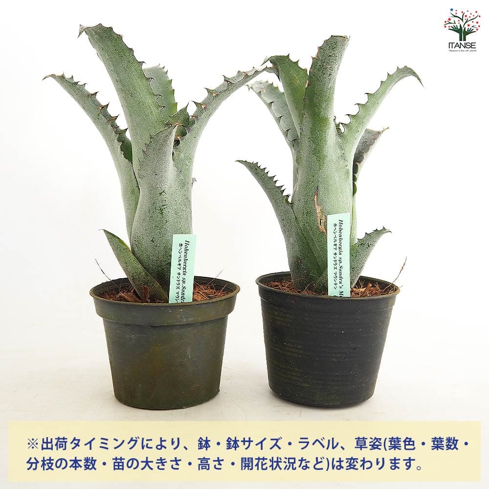 ホヘンベルギア サンドラズマウンテン 【観葉植物 3.5号／1個売り