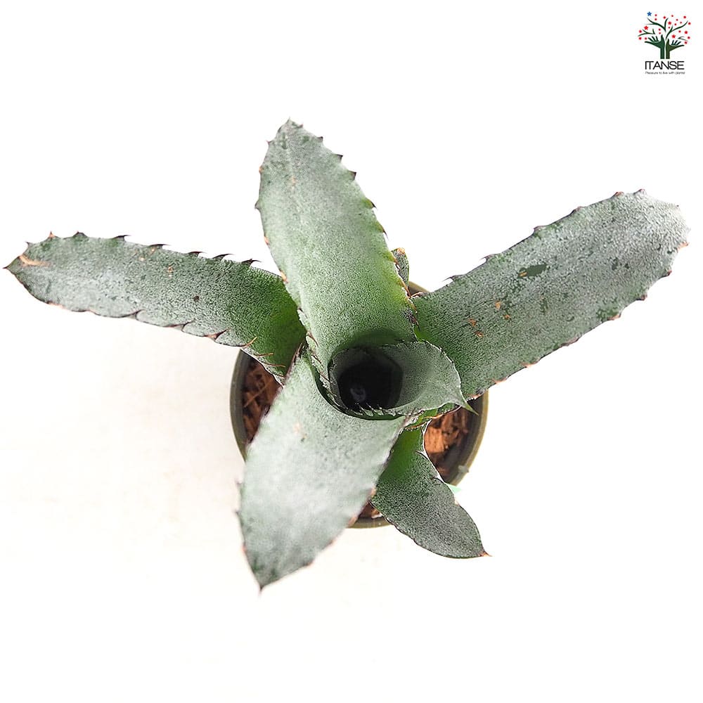 ホヘンベルギア サンドラズマウンテン 【観葉植物 3.5号／1個売り